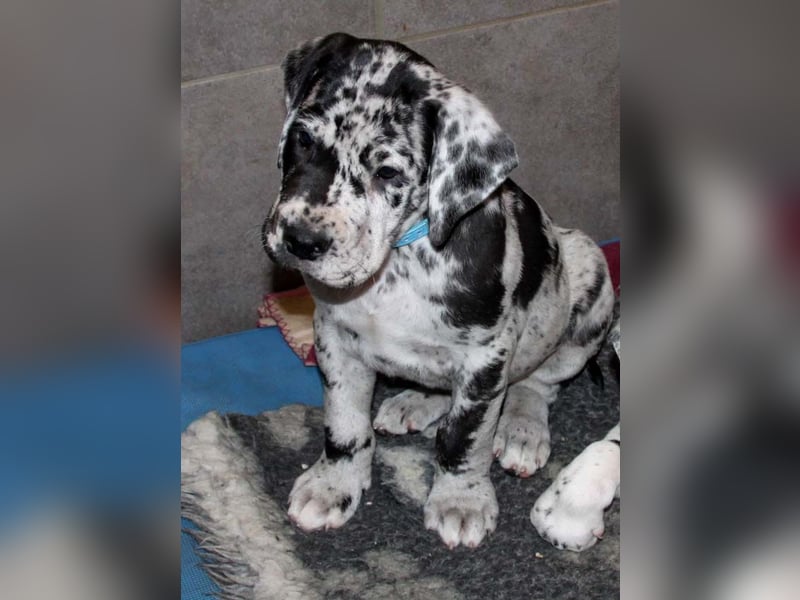 Deutsche Doggenwelpen vom eingetragenen Züchter DDC 1888 e.V.