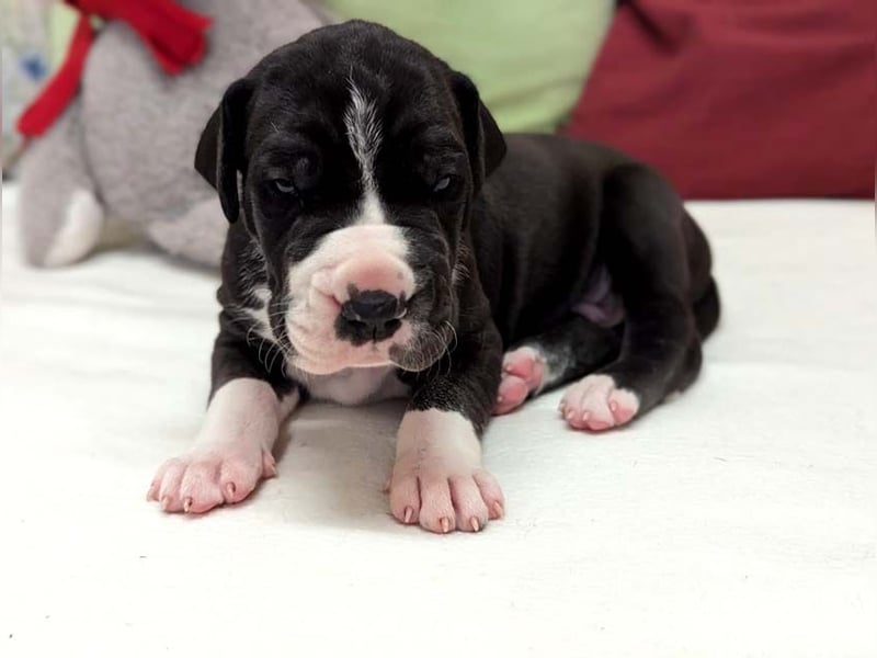 Deutsche Doggenwelpen vom eingetragenen Züchter DDC 1888 e.V.