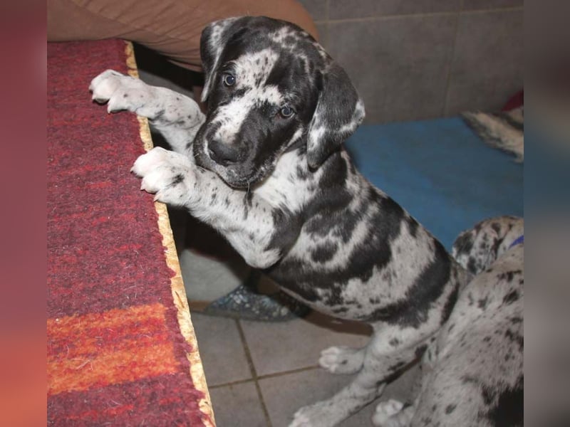 Deutsche Doggenwelpen vom eingetragenen Züchter DDC 1888 e.V.