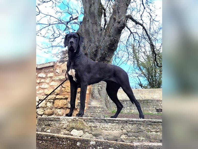 Deutsche Doggenwelpen vom eingetragenen Züchter DDC 1888 e.V.