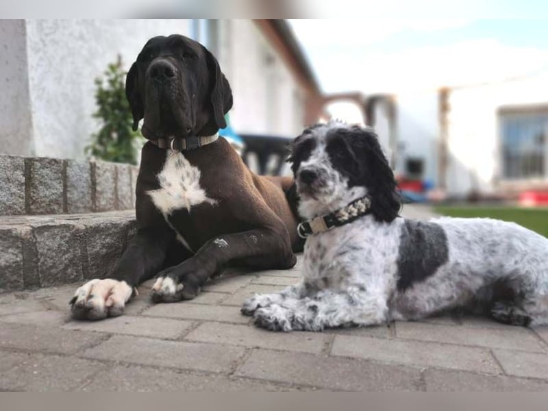 Deutsche Doggenwelpen vom eingetragenen Züchter DDC 1888 e.V.