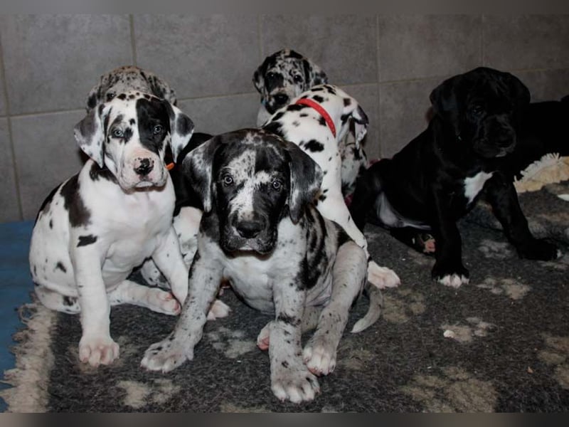 Deutsche Doggenwelpen vom eingetragenen Züchter DDC 1888 e.V.