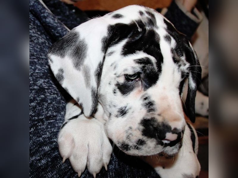 Deutsche Doggenwelpen vom eingetragenen Züchter DDC 1888 e.V.