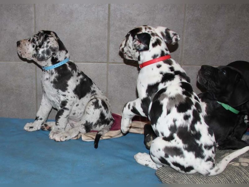 Deutsche Doggenwelpen vom eingetragenen Züchter DDC 1888 e.V.