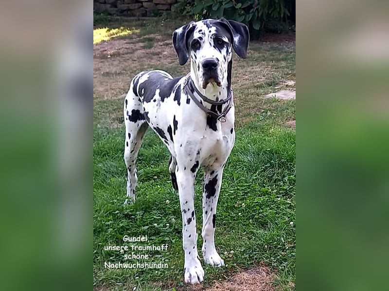 Deutsche Doggenwelpen vom eingetragenen Züchter DDC 1888 e.V.