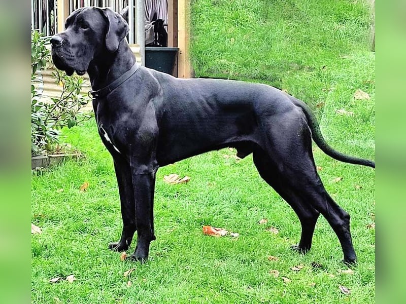 Deutsche Doggenwelpen vom eingetragenen Züchter DDC 1888 e.V.