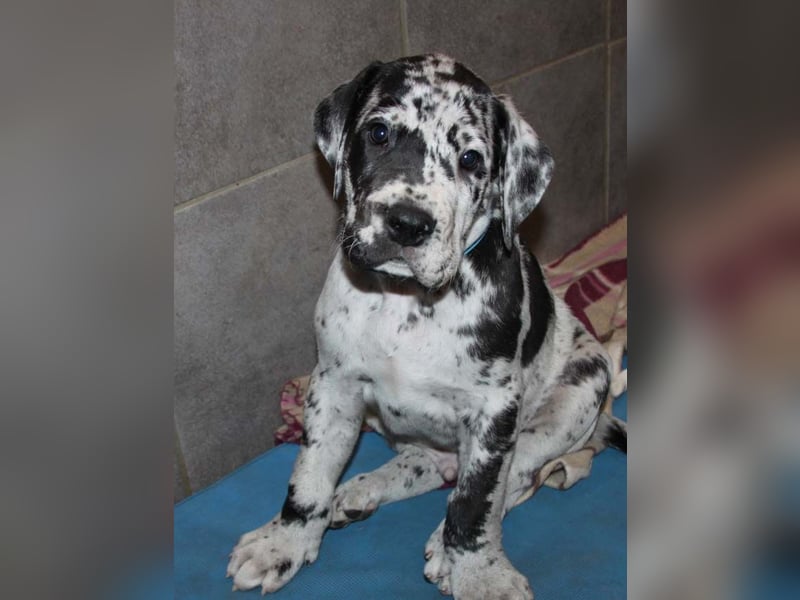 Deutsche Doggenwelpen vom eingetragenen Züchter DDC 1888 e.V.