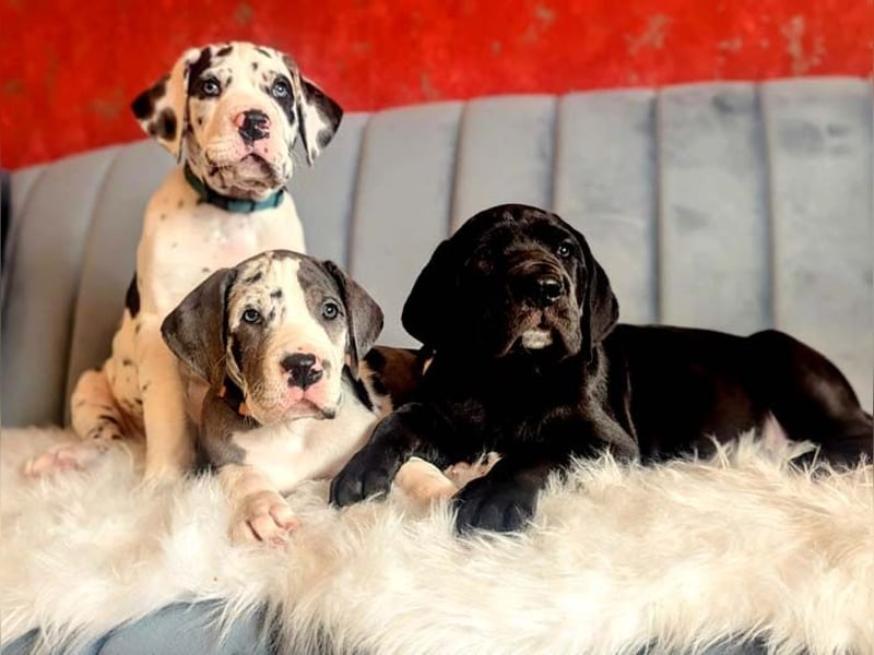 Deutsche Doggenwelpen vom eingetragenen Züchter DDC 1888 e.V.