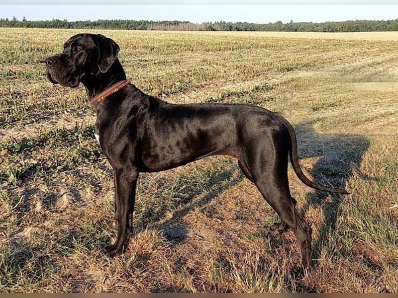 Deutsche Doggenwelpen vom eingetragenen Züchter DDC 1888 e.V.