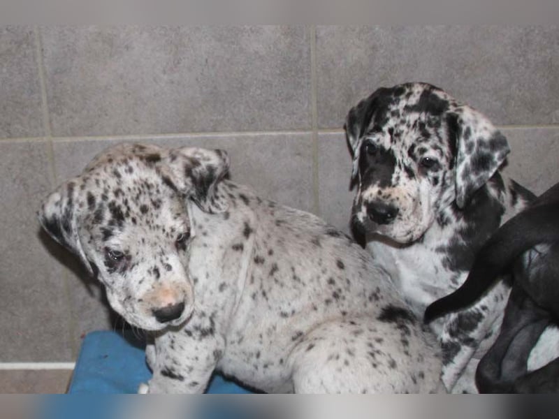 Deutsche Doggenwelpen vom eingetragenen Züchter DDC 1888 e.V.