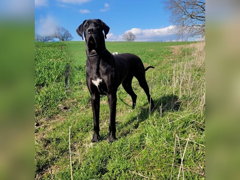 Deutsche Doggenwelpen vom eingetragenen Züchter DDC 1888 e.V.