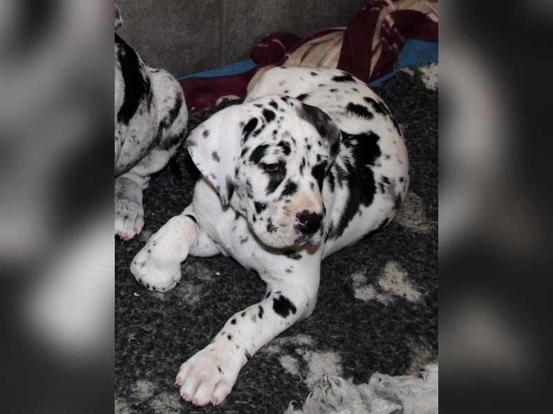 Deutsche Doggenwelpen vom eingetragenen Züchter DDC 1888 e.V.