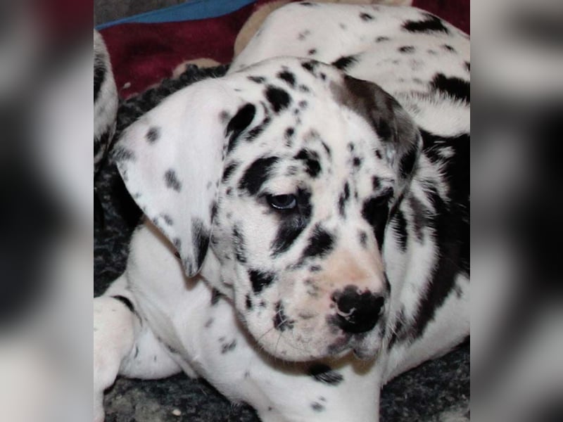 Deutsche Doggenwelpen vom eingetragenen Züchter DDC 1888 e.V.