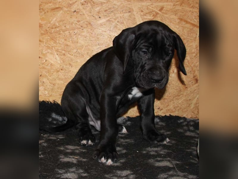 Deutsche Doggenwelpen vom eingetragenen Züchter DDC 1888 e.V.