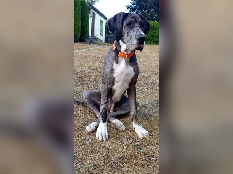 Deutsche Doggenwelpen vom eingetragenen Züchter DDC 1888 e.V.