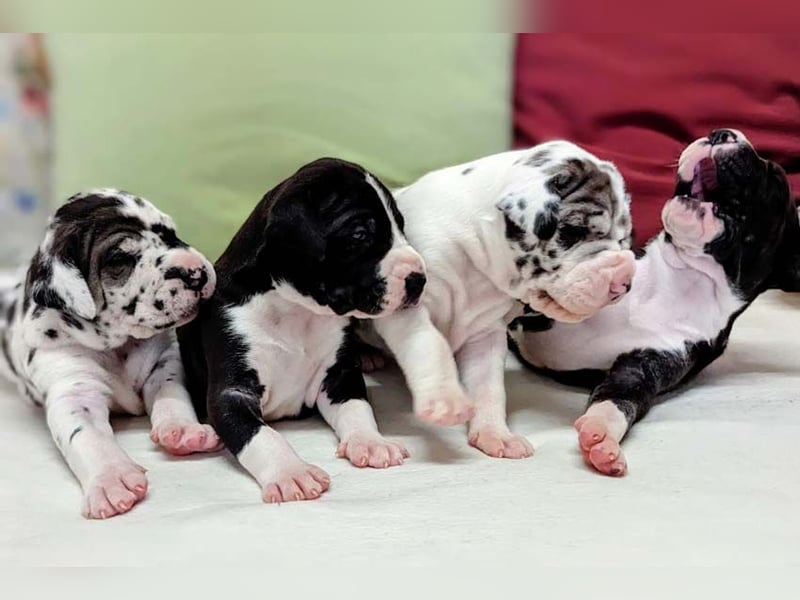 Deutsche Doggenwelpen vom eingetragenen Züchter DDC 1888 e.V.