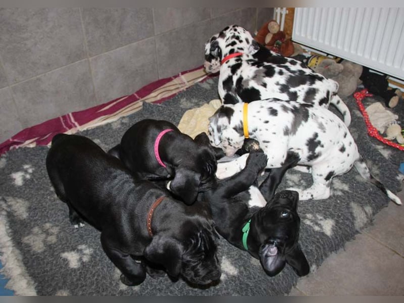 Deutsche Doggenwelpen vom eingetragenen Züchter DDC 1888 e.V.