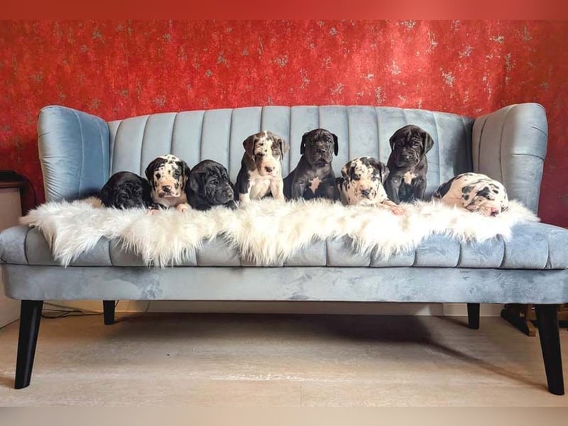 Deutsche Doggenwelpen vom eingetragenen Züchter DDC 1888 e.V.