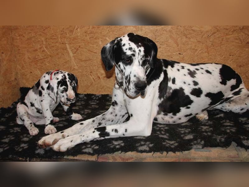 Deutsche Doggenwelpen vom eingetragenen Züchter DDC 1888 e.V.