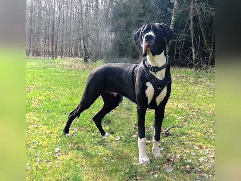 Deutsche Doggenwelpen vom eingetragenen Züchter DDC 1888 e.V.