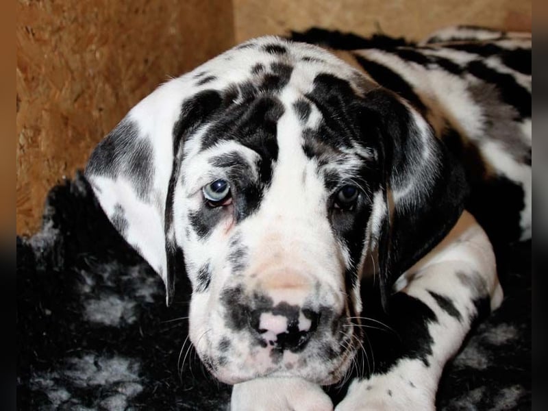 Deutsche Doggenwelpen vom eingetragenen Züchter DDC 1888 e.V.