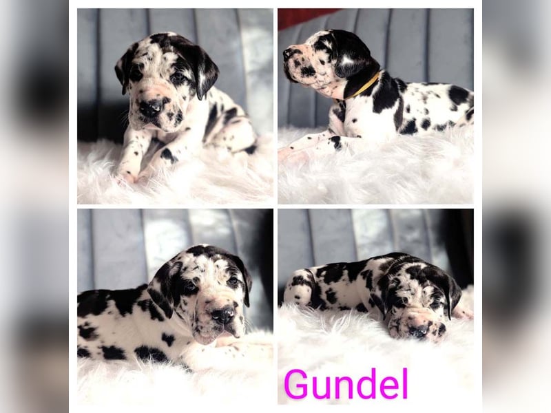 Deutsche Doggenwelpen vom eingetragenen Züchter DDC 1888 e.V.