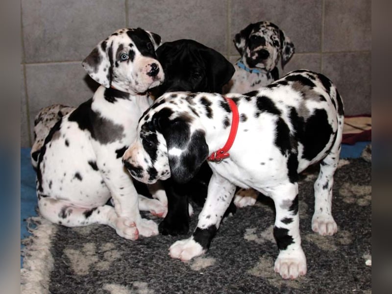 Deutsche Doggenwelpen vom eingetragenen Züchter DDC 1888 e.V.