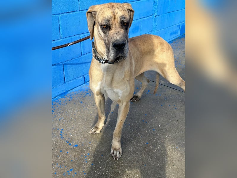 Canela, eine große Miss Sunshine