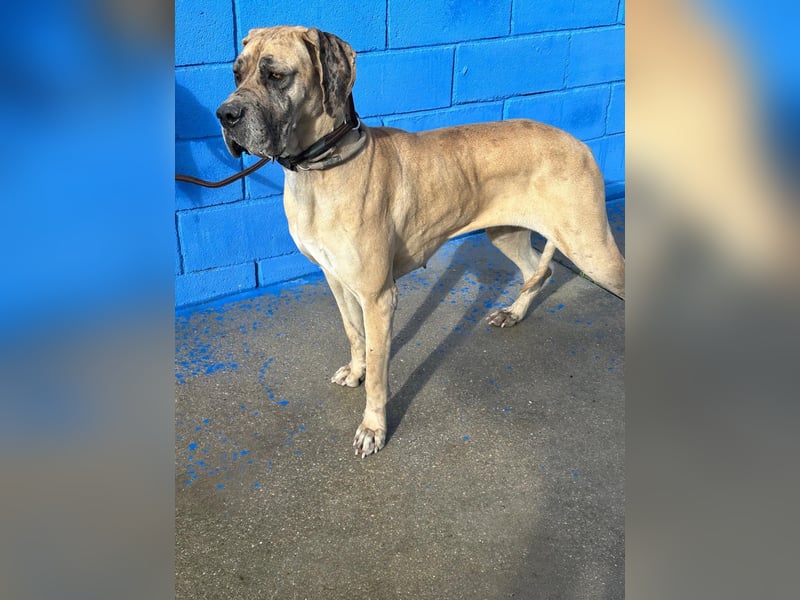 Canela, eine große Miss Sunshine