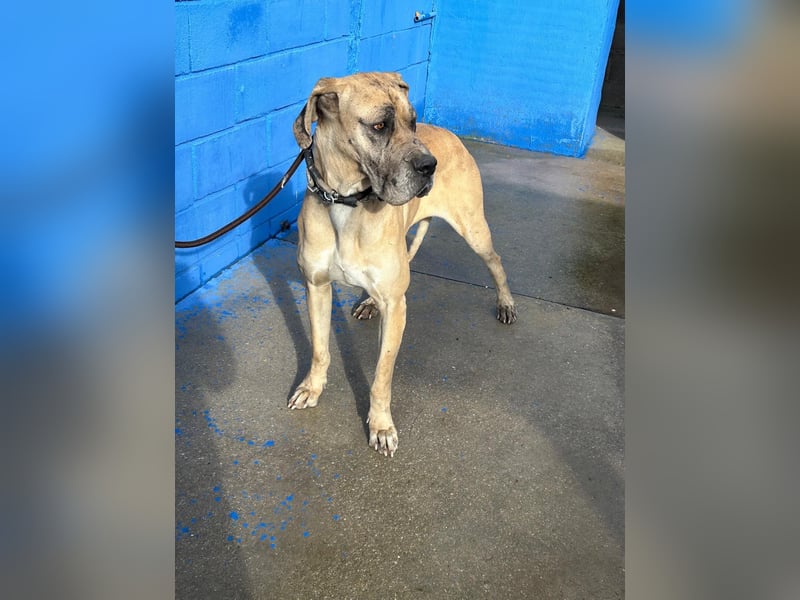 Canela, eine große Miss Sunshine