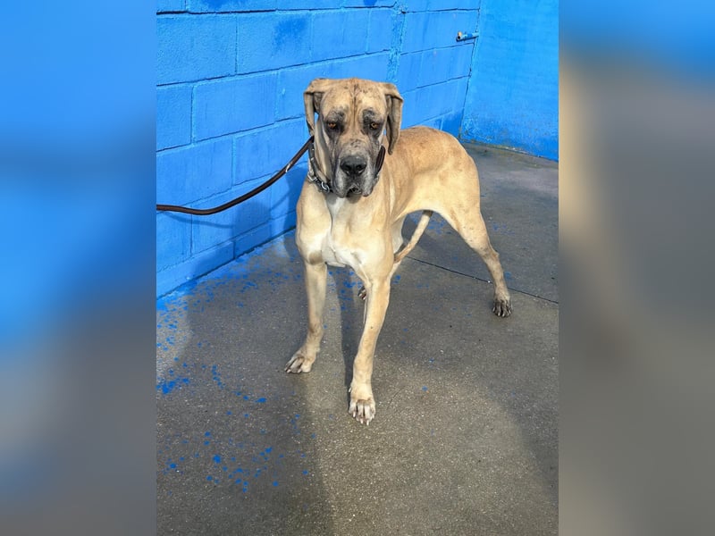 Canela, eine große Miss Sunshine