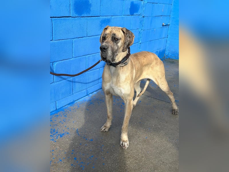 Canela, eine große Miss Sunshine