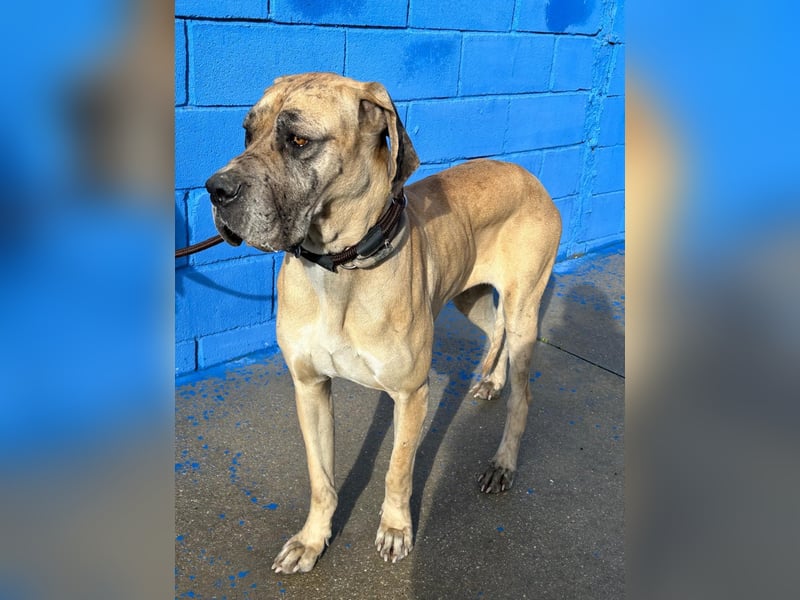 Canela, eine große Miss Sunshine