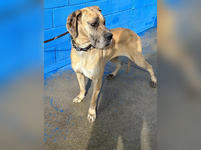 Canela, eine große Miss Sunshine