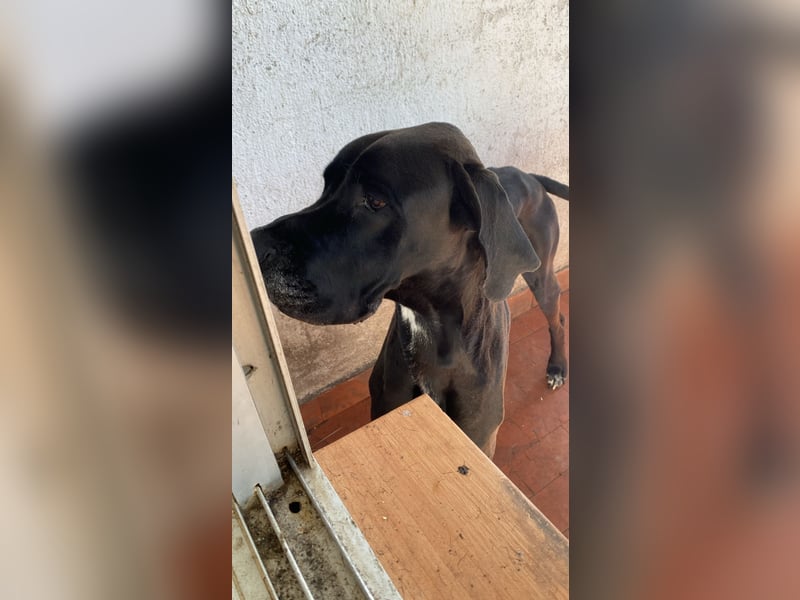 Achilles leidet sehr im Tierheim , PS gesucht