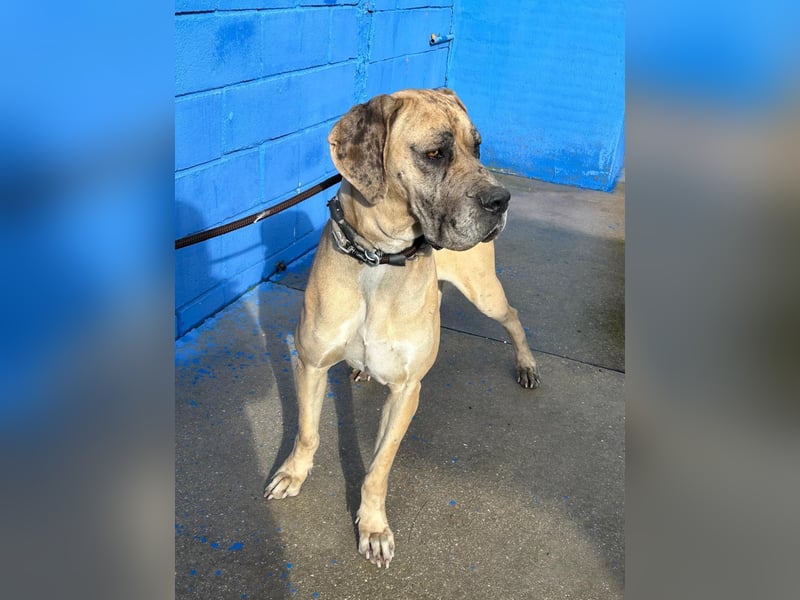 Canela, eine große Miss Sunshine