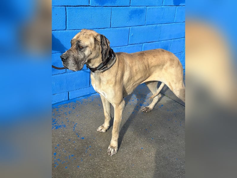 Canela, eine große Miss Sunshine