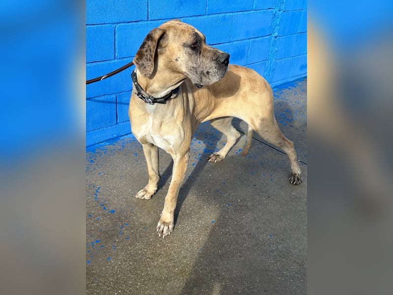 Canela, eine große Miss Sunshine