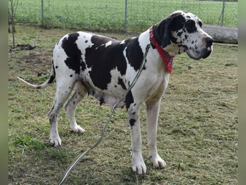 Bella Donna