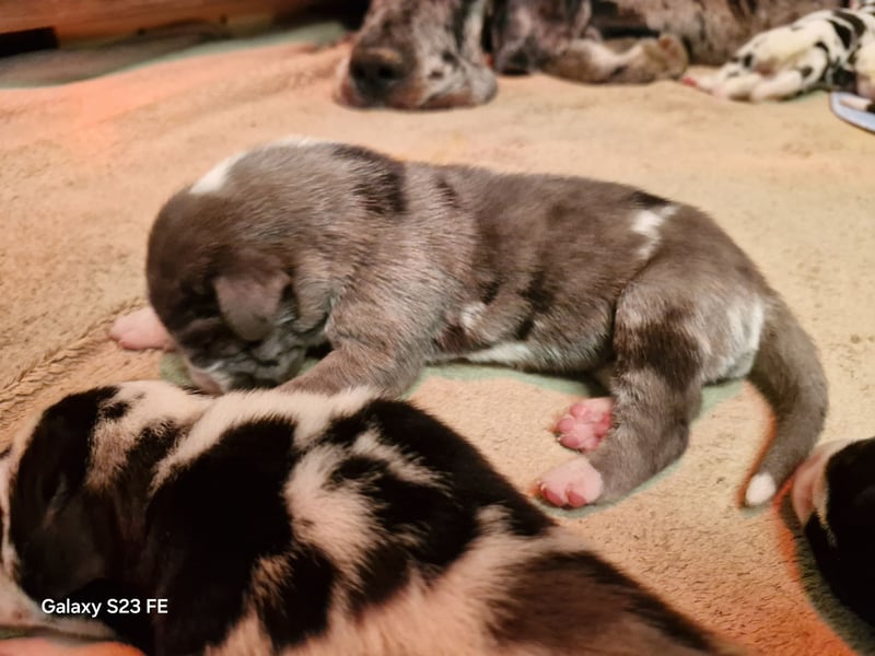 Deutsche Doggen Welpen