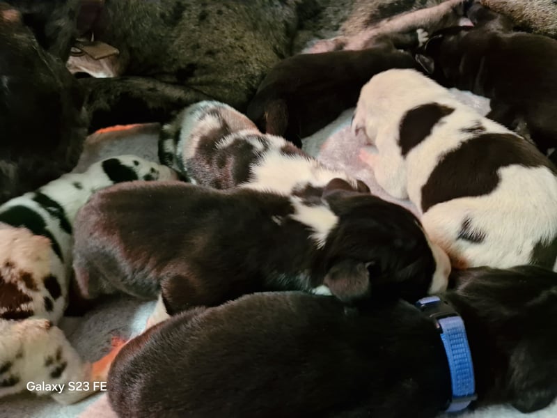 Deutsche Doggen Welpen