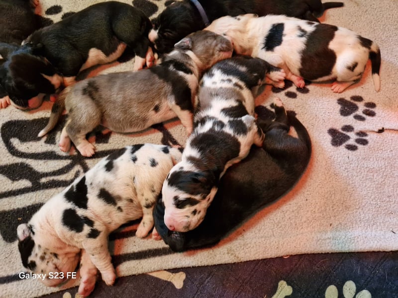 Deutsche Doggen Welpen