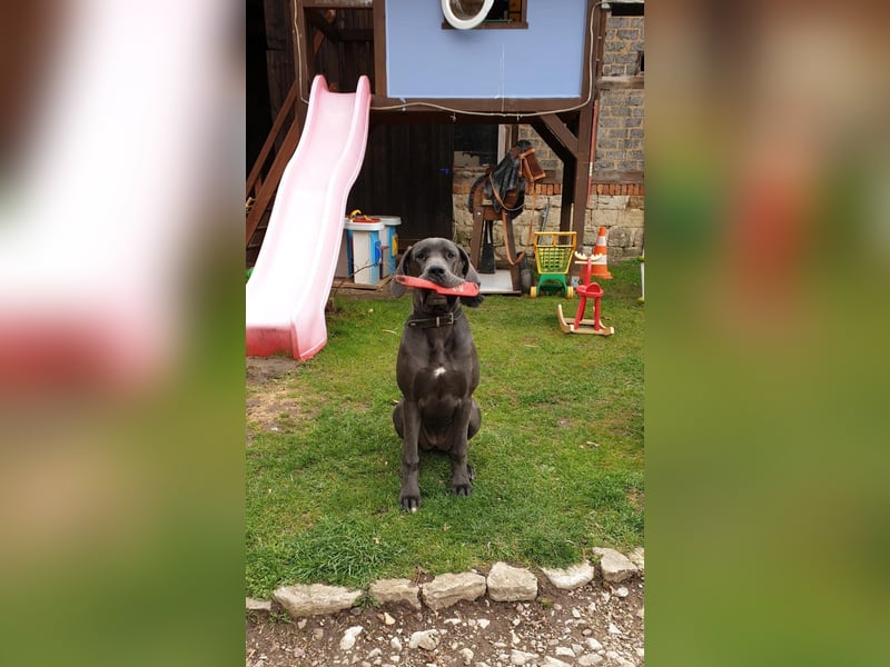 Unsere sanfte Riesen-Mami sucht ihr "Für-immer-Körbchen" (5 J., kastriert)