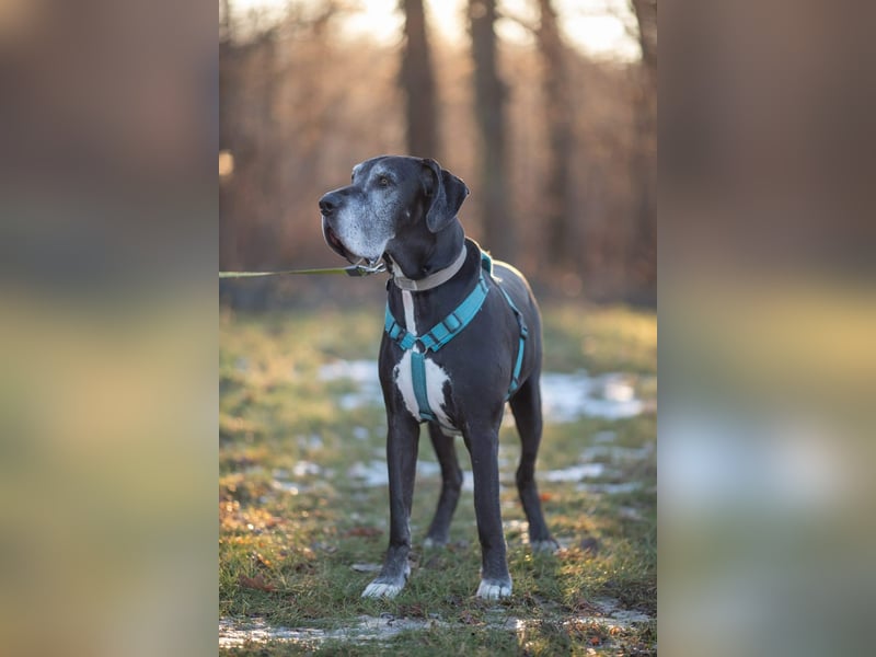 Manny - wünscht dich ein ruhiges Zuhause