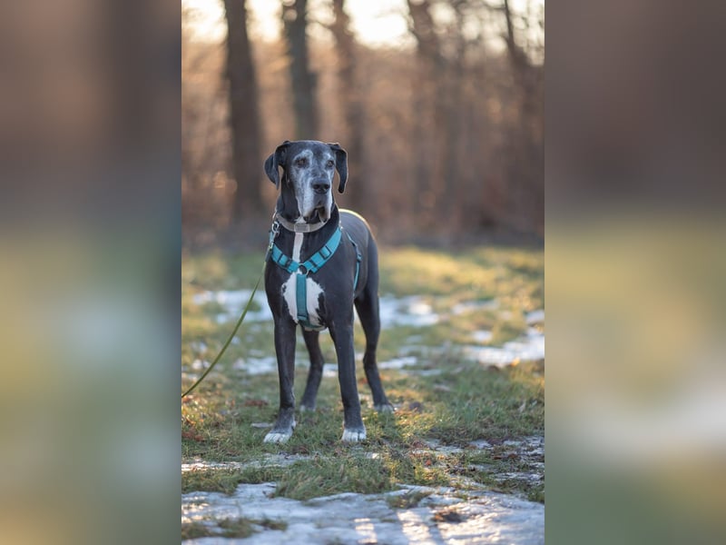 Manny - wünscht dich ein ruhiges Zuhause