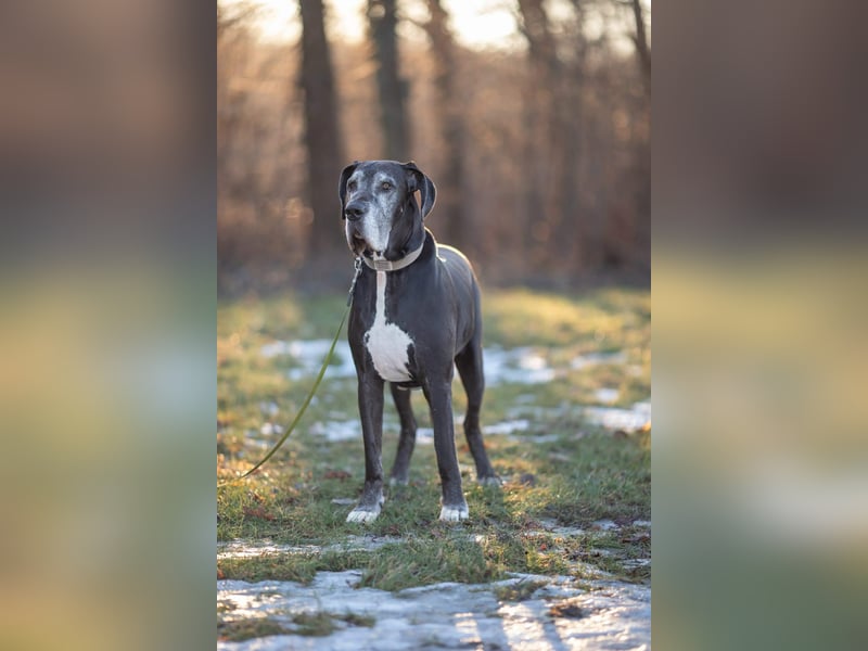 Manny - wünscht dich ein ruhiges Zuhause