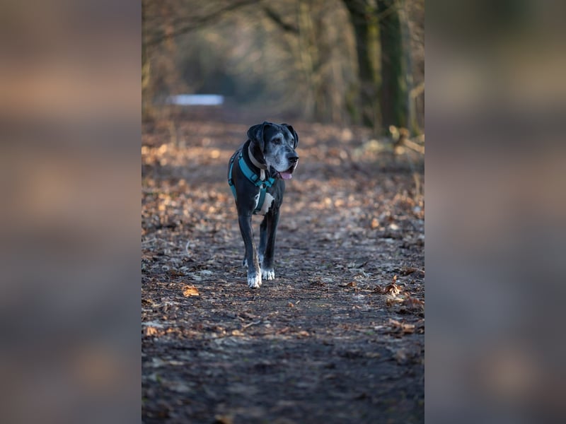 Manny - wünscht dich ein ruhiges Zuhause