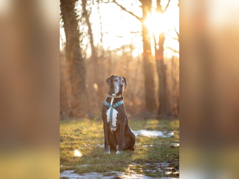 Manny - wünscht dich ein ruhiges Zuhause