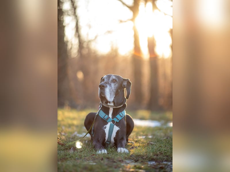 Manny - wünscht dich ein ruhiges Zuhause