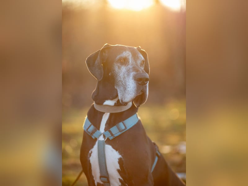 Manny - wünscht dich ein ruhiges Zuhause